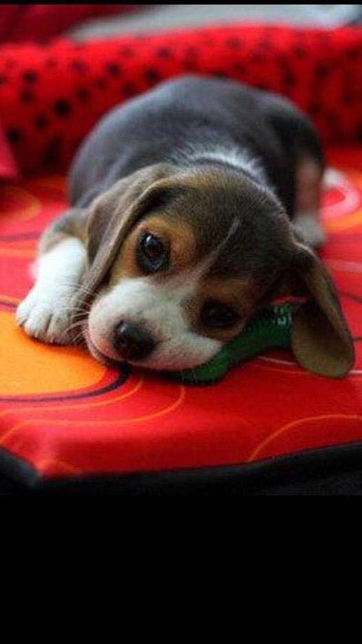 Helping Animal shelters affected by Natural Disasters